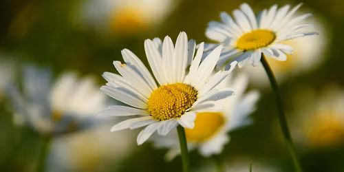 Sortie d\u00e9couverte des plantes sauvages comestibles et m\u00e9dicinales