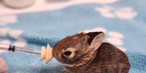 Orientation for New Volunteers