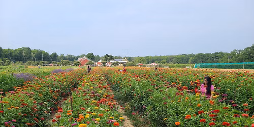 Flower Festival