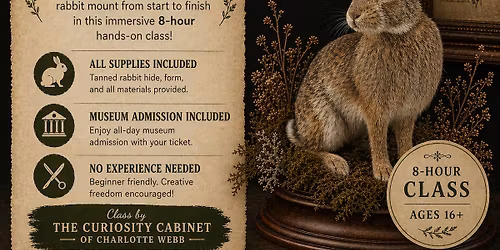  Taxidermy Class - Rabbit Full Body Taxidermy Class - Rabbit Full Body Taxidermy Class - Rabbit Full