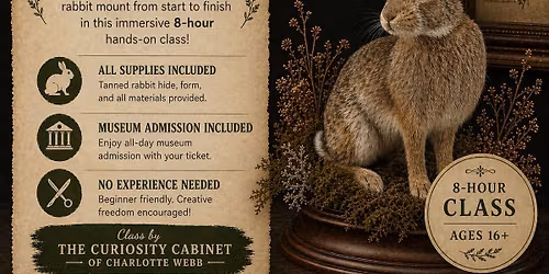Taxidermy Class - Rabbit Full Body Taxidermy Class - Rabbit Full Body Taxidermy Class - Rabbit Full