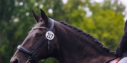 Aberdeen Farm Dressage Show X