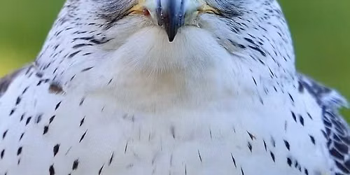 Raptor Night at the Cat - Come draw a live falcon, owl, or other feathery bird friend, once-monthly!
