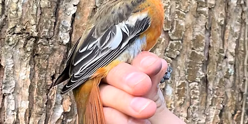 Migratory Bird Banding