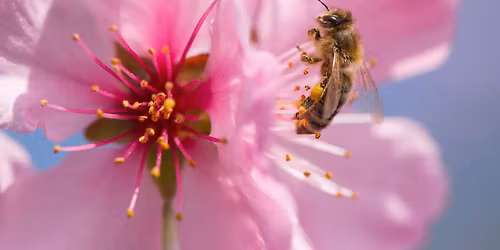 Sound Bath: Spring Tonic