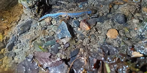 City Nature Challenge 2026: Torino - 24 aprile Pian del Lot