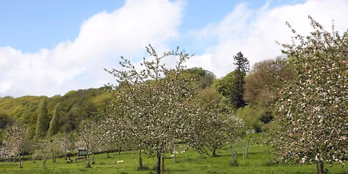 Nature Reserve Work Party - Bodenham - Tree Guards