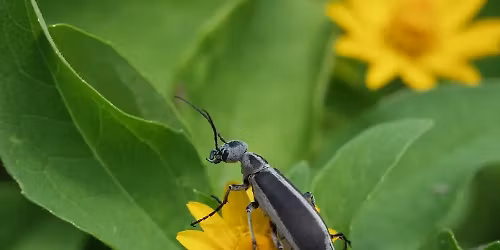 18th Annual Day of Insects at Reiman Gardens