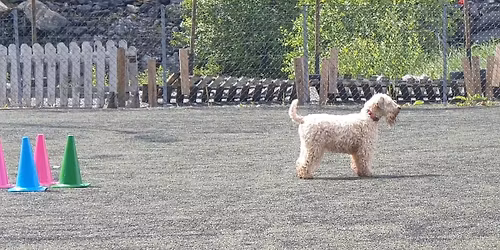 Innend\u00f8rs dobbelt lydighetsstevne 7. og 8. mars 2026