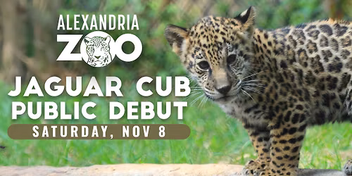Jaguar Cub Debut