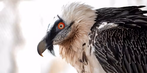 Korkeasaaren maaliskuun ilmaisp\u00e4iv\u00e4 | Free admission day