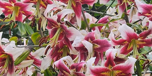 Free Perennial Path Walk & Talk Series: New Cultivars & Old Standbys