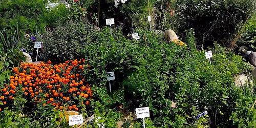 The Prairie Gardeners Go-To for Herbs!