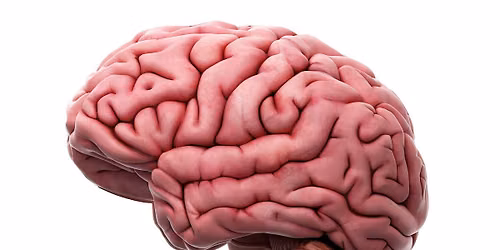 The Gruesome Fate of Whitman's Brain