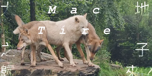 Full day Mindfulness Retreat for Wolves Conservation