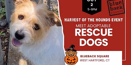 Meet Rescue Dogs: Harvest of the Hounds - West Hartford CT