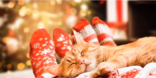 Cats Protection Christmas Fair