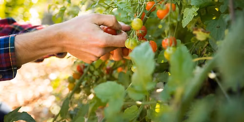 FREE: Caring For Summer Vegetables & Tomato Pruning in the Home Garden