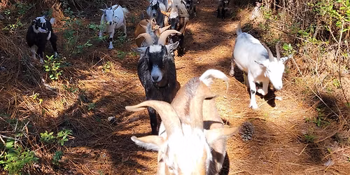 12\/20 Guided Nature Walk with Goat Herd at Jaybird Hammock Farm