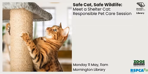 Meet a Shelter Cat:  Responsible Pet Care Session - Mornington Library
