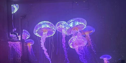 Underwater Sound Bath