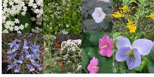 Spring Native Plant Sale