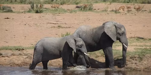 6 days safari in mukumi and nyerere national parks