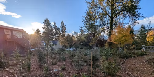 Green Issaquah: Miyawaki Maintenance Event