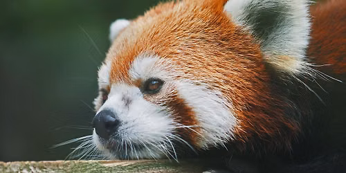 Red Panda Day