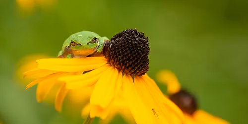 Frog Walk in the Sanctuary