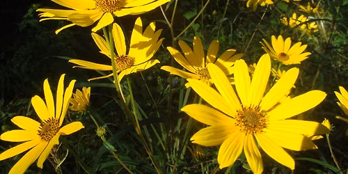 Grief Reiki Share \u2013 A Sacred Gathering for Healing Hearts