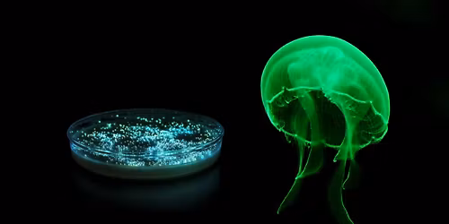 Boring to Glowing: Learn how to Transform Bacteria!