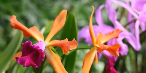 Orchid Show at the Botanical Gardens