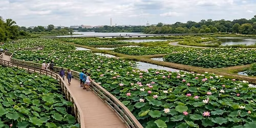 Trip to Kenilworth Aquatic Gardens
