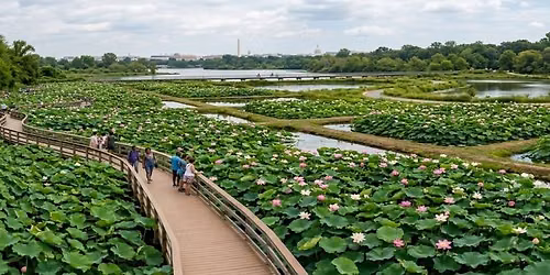 Trip to Kenilworth Aquatic Gardens