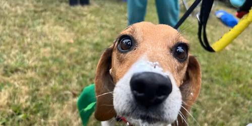 Triangle Beagle Rescue Adopt a Thon at Rosecomb in Cary