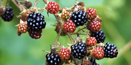 Langdon Foraging in Summer Walk