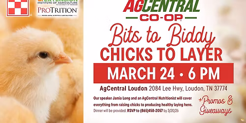 Bits to Biddy- Chicks To Layer