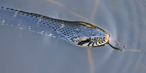 Herpetology for Kids