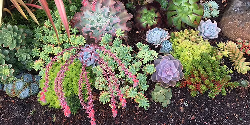 DIY Succulent Container Gardening--from Funky to Fab!