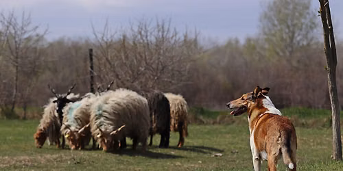 Szaporca Terelő verseny/ Szaporca herding trial farm trial + FCI