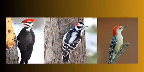 Woodpeckers: Master Musicians of the Pineywoods