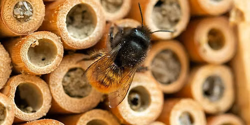 A Year with Mason Bees: Harvesting, Washing, and Storing
