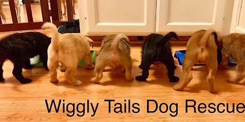 Walk-In Adoption Event