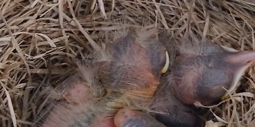 all about birds camp!
