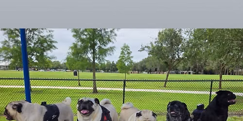 June Pug Meet-Up