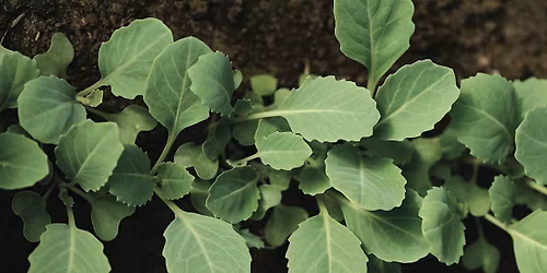 Build a Grow-Bag Veggie Garden