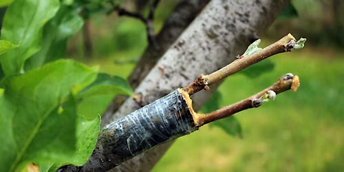 Apple Grafting \u2013 Gardening Workshop (Premium)