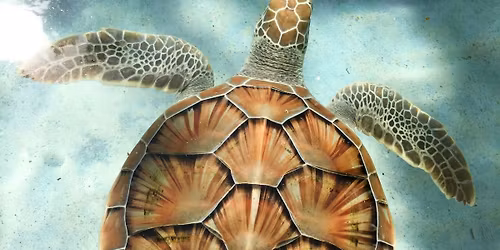 Sea Turtle talk