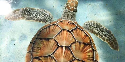 Sea Turtle talk